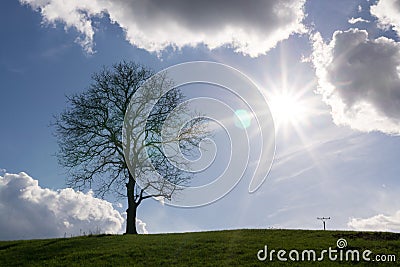 Abandoned single tree on meadow during sunny day. Stock Photo