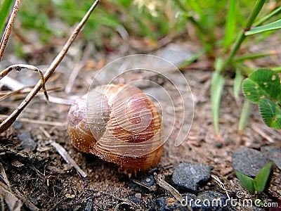 Abandoned snail shell Stock Photo