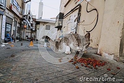 Abandoned street cat eating cat food. detail of abandoned animal feeding Editorial Stock Photo