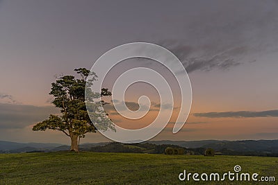 Abandoned tree on a hill at dark sunset with the rising moon in full moon over the horizon between nature and landscape Stock Photo