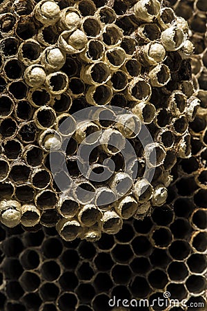 Abandoned Wasp hive cells macro shot Stock Photo