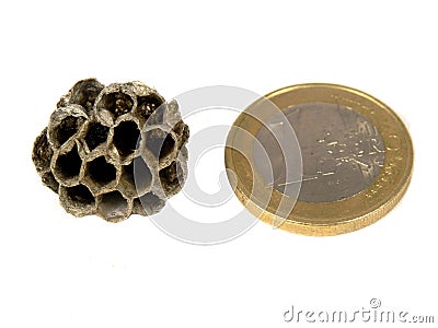 Abandoned wasp nest Stock Photo