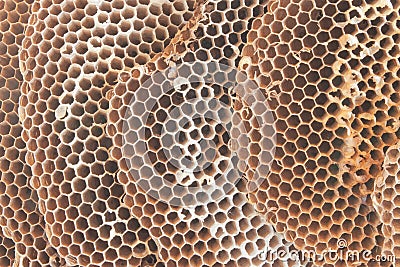 Abandoned wasp nest Stock Photo