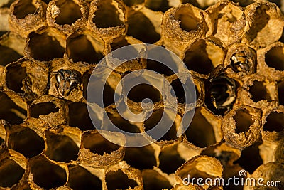 Abandoned Wasp Nest with Entombed Emerging Wasp Stock Photo