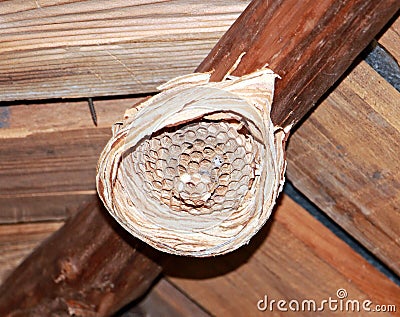 Abandoned wasp nest Stock Photo