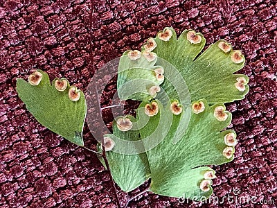 The abaxial face ABET or lower sides with spores of the flat heart-shaped lime green leaflet. Stock Photo