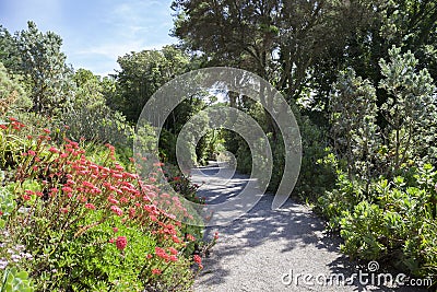 Abbey Gardens, Tresco, Isles of Scilly, England Stock Photo