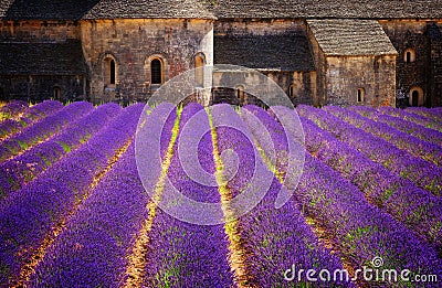 Abbey Senanque and Lavender field, France Stock Photo