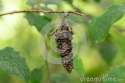 Abbot`s bagworm moth Oiketicus abbotii stick cocoon hanging from branch, closeup - Davie, Florida, USA Stock Photo