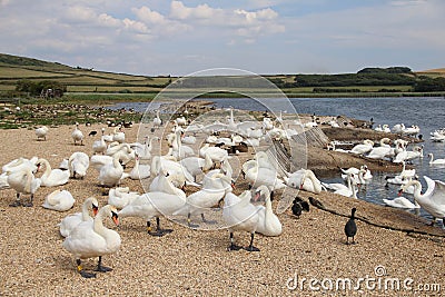 Abbotsbury Swannery , Dorset, UK Stock Photo