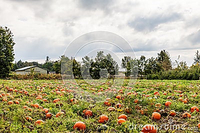 ABBOTSFORD, CANADA - September 07, 2019: Pumpkin patch Fresh pumpkins on a farm Willow View Farms Editorial Stock Photo