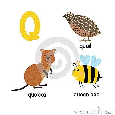 ABC letter Q funny kid icons set: quokka, quail, queen bee Vector Illustration