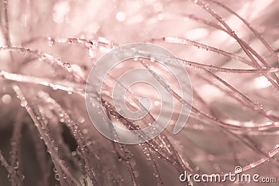 Abctract nature pink background macro. soft focus. shallow depth Stock Photo