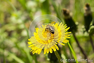 Abdomen wasp on dandelion Stock Photo