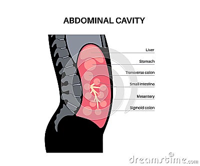 Abdominal cavity anatomy Vector Illustration