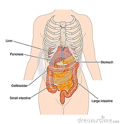 Abdominal organs Stock Photo