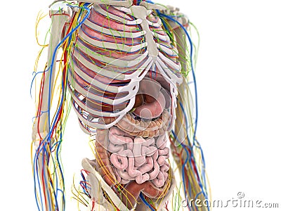 The abdominal organs Cartoon Illustration