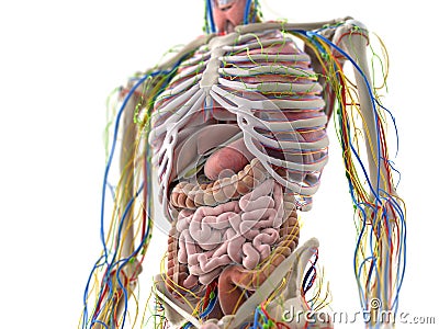 The abdominal organs Cartoon Illustration