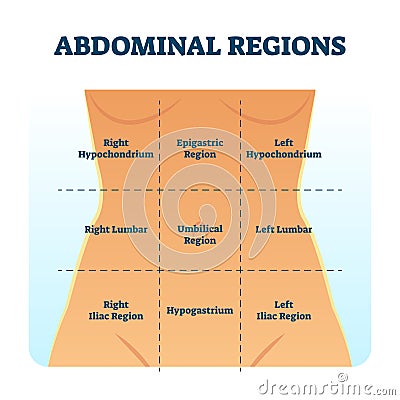 Abdominal quadrant regions scheme as stomach division vector illustration. Vector Illustration