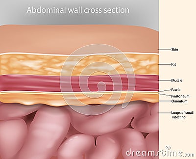 Abdominal wall cross section Anatomy. Abdominal wall layers Vector Illustration