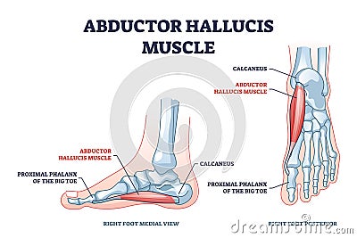 Abductor hallucis muscle with leg or foot skeletal system outline diagram Vector Illustration