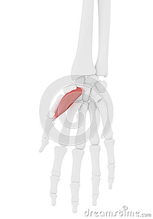 The Abductor Pollicis Brevis Cartoon Illustration