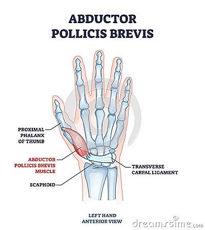 Abductor pollicis brevis muscle with hand and palm bones outline diagram Vector Illustration