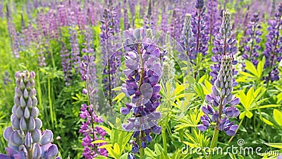 A abelha do mel em um campo da alfazema floresce A abelha do mel em um campo da alfazema floresce
