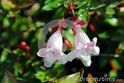 Abelia floribunda Stock Photo