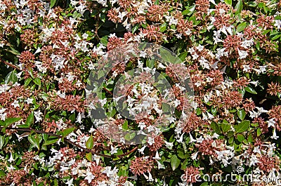 Abelia flowers Stock Photo