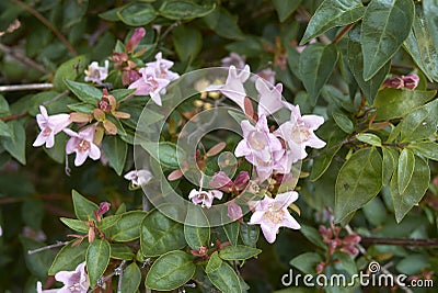 Abelia grandiflora shrub in bloom Stock Photo