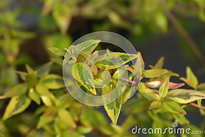 Abelia Kaleidoscope Stock Photo