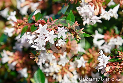 Abelia x grandiflora Stock Photo