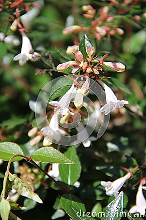 Abelia x grandiflora Stock Photo