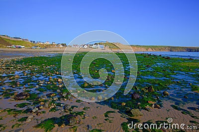 Aberdaron beach with green seaweed Llyn Peninsula Wales Stock Photo