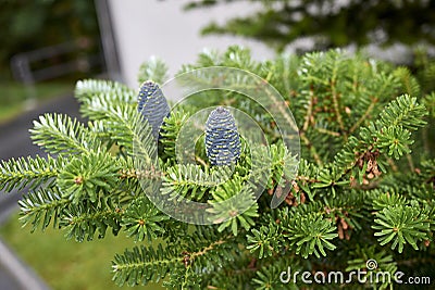 Abies balsamea with blue cones Stock Photo