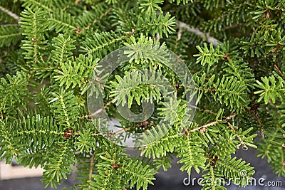 Abies balsamea branch close up Stock Photo