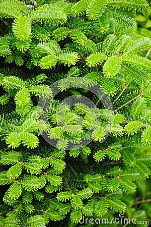 Abies koreana, cultivar of Korean fir with fresh buds Stock Photo