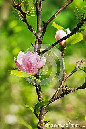 Abloom flower of magnolia Stock Photo