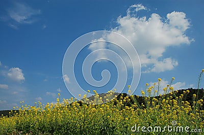 Ablooming spring fields Stock Photo