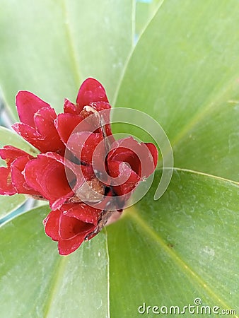 abort flowers and become red will become fruit and seeds Stock Photo