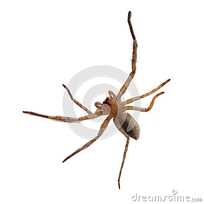 Above Huntsman Spider white background with clipping path Stock Photo