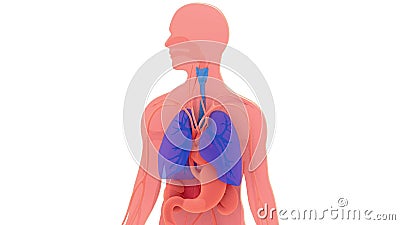 3d Animation of Lungs and Respiratory System Highlighted. Stock Video -  Video of circulation, bronchi: 198130237