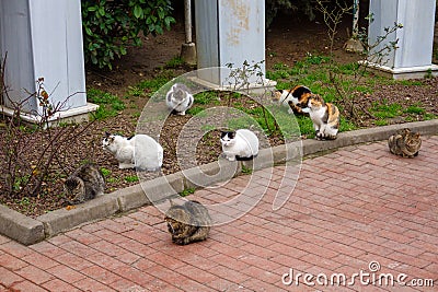 Cats sitting at yard in Istanbul Stock Photo