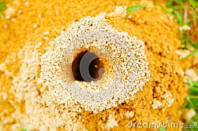 Above view of big anthill in the woods with colony of ants in summer forest Stock Photo