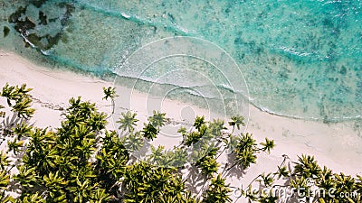 Above white beach. Palm trees and water Stock Photo