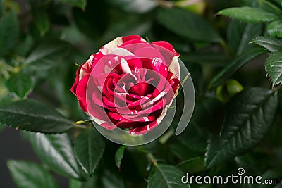 Abracadabra rose bud opening Stock Photo