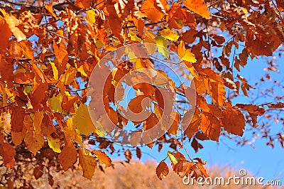 Abruzzo Fall Foliage Stock Photo