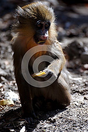 Absolutely Adorable Baby Mandrill Eating Some Fruit Stock Photo