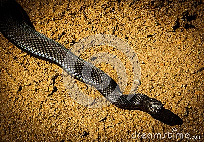 Absolutely black snake on the road in summer Stock Photo